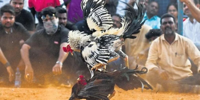 Giải thích lý do chuyên mục thu hút nhiều sự chú ý của hội viên